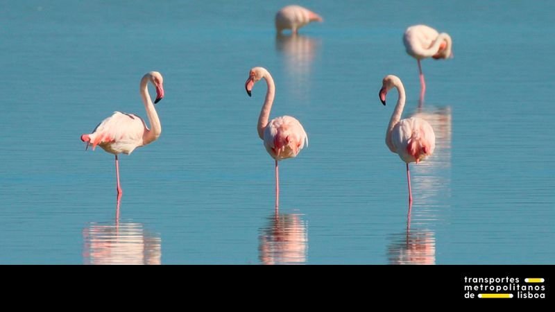 Visite os estuários!